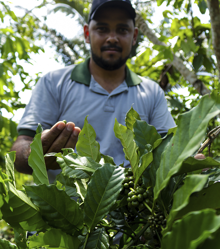 Imagem de um homem segurando um fruto de café, no meio de uma plantação.