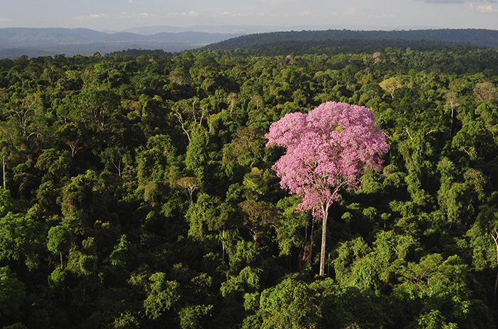 Foto da floresta com árvores verdes e somente uma árvore, no meio, com flores da cor rosa.