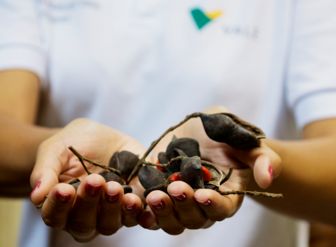 Retrato de uma mão segurando frutos secos de uma árvore. A pessoa que está segurando usa o uniforme da Vale.