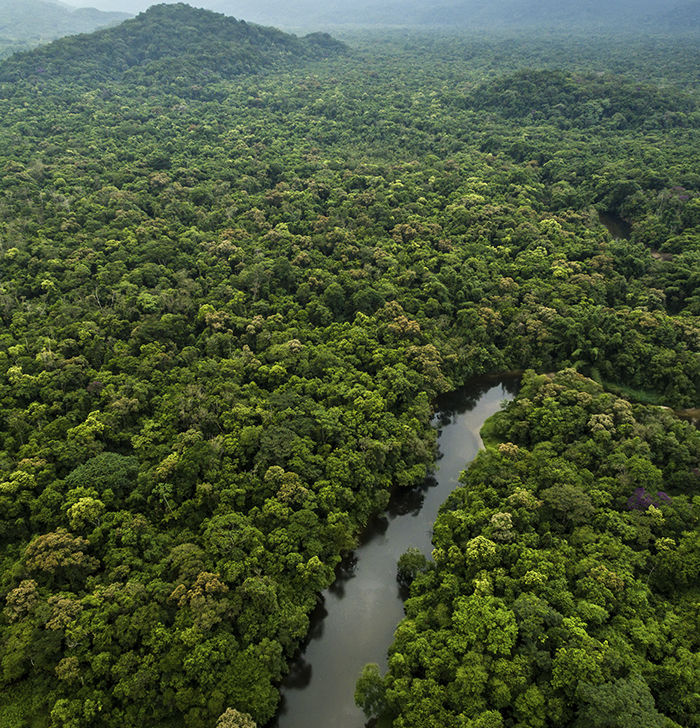 Floresta com um caminho de rio entre algumas árvores.