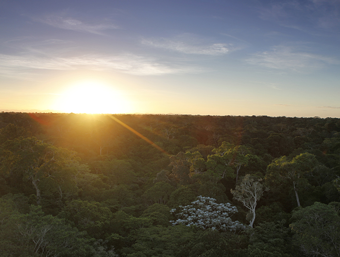 Retrato de um pôr do sol com o céu azul e o sol está se pondo nas árvores, todas muito verdes.