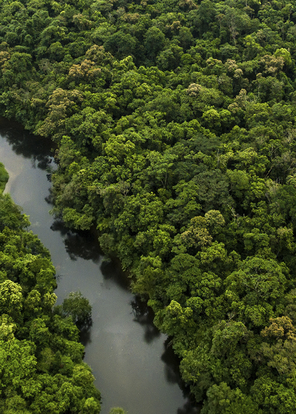 Floresta com um caminho de rio entre algumas árvores.