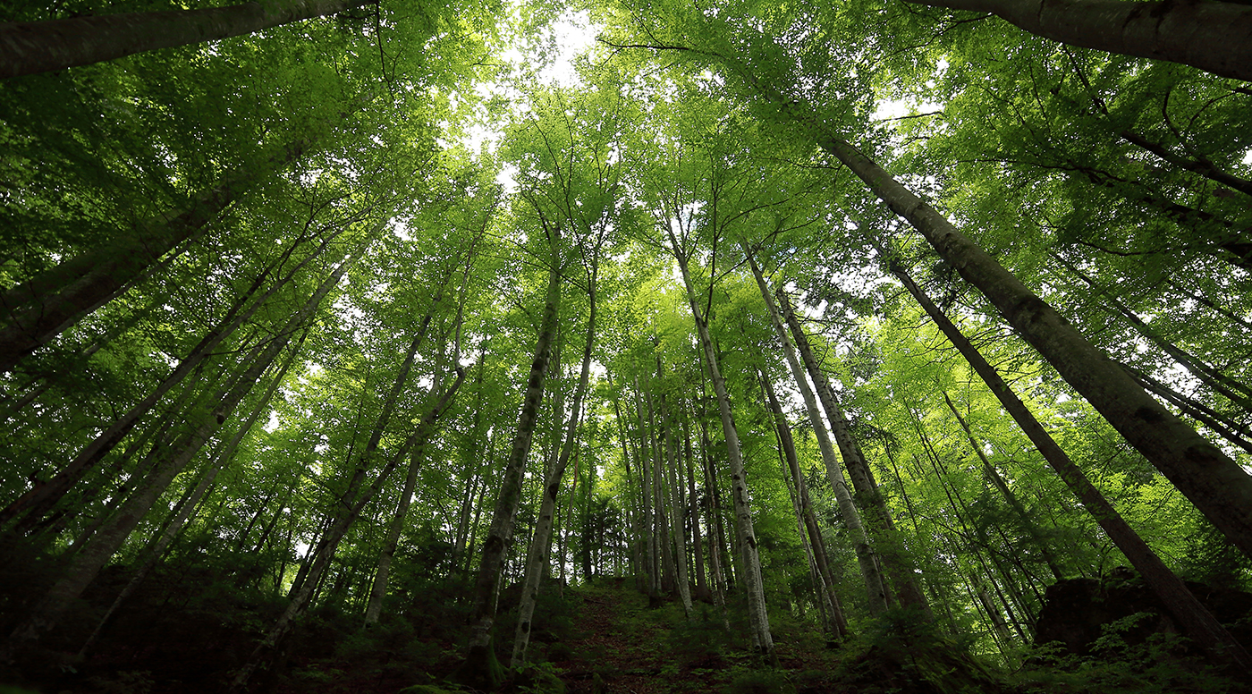 Foto tirada de baixo, da floresta com muitas árvores com troncos grandes.