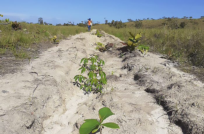 Imagem de um caminho da terra com mudas de plantas recém colocadas no solo.